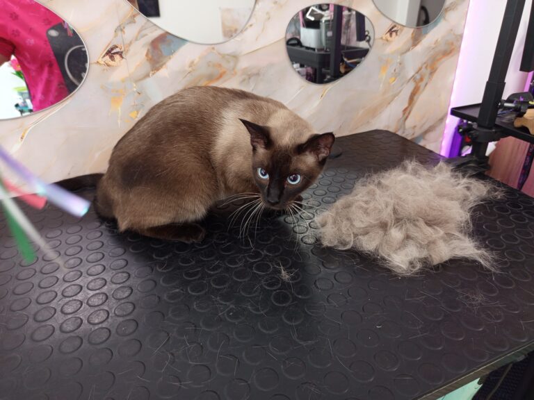 532630436_746257314870494_4784542414691121159_n