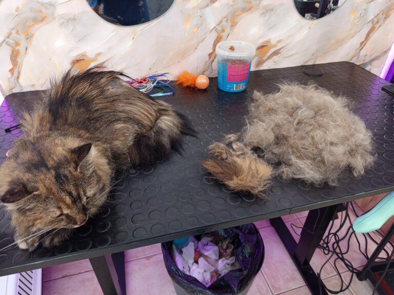 541729446_761030236726535_3271015182291961660_n